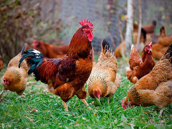 Породы куриц | ЗооТом - продажа, вязка и услуги для животных в Себеже
