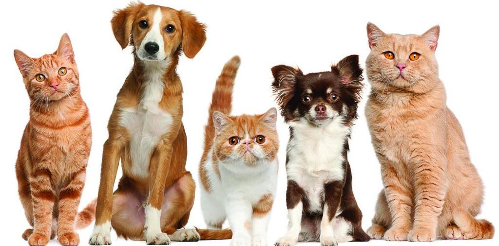 Доска объявлений о животных | ЗооТом - продажа, вязка и услуги для животных в Себеже