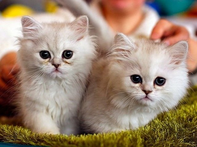 Породы кошек в Себеже | ЗооТом портал о животных