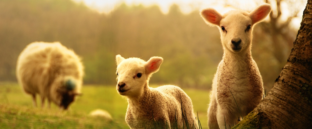 Объявления о сельскохозяйственных животных | ЗооТом - продажа, вязка и услуги для животных в Себеже