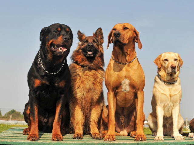 Крупные породы собак в Себеже | ЗооТом портал о животных